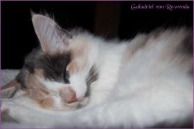 Galadriel von den Norwegischen Waldkatzen von Ruwenda