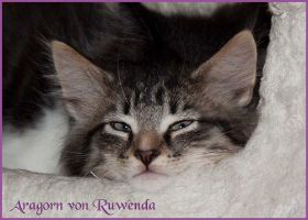 Aragorn von den Norwegischen Waldkatzen von Ruwenda