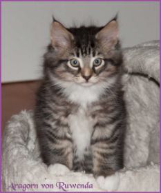Aragorn von den Norwegischen Waldkatzen von Ruwenda