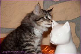 Aragorn von den Norwegischen Waldkatzen von Ruwenda