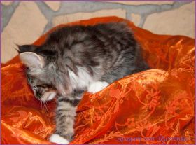 Aragorn von den Norwegischen Waldkatzen von Ruwenda