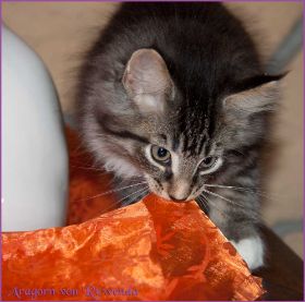 Aragorn von den Norwegischen Waldkatzen von Ruwenda