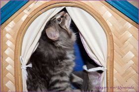 Aragorn von den Norwegischen Waldkatzen von Ruwenda