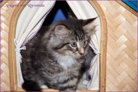 Aragorn von den Norwegischen Waldkatzen von Ruwenda