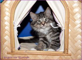 Aragorn von den Norwegischen Waldkatzen von Ruwenda