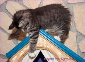 Aragorn von den Norwegischen Waldkatzen von Ruwenda