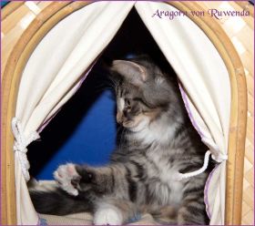 Aragorn von den Norwegischen Waldkatzen von Ruwenda