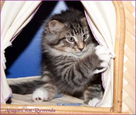 Aragorn von den Norwegischen Waldkatzen von Ruwenda