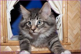 Aragorn von den Norwegischen Waldkatzen von Ruwenda