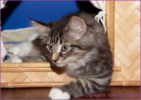 Aragorn von den Norwegischen Waldkatzen von Ruwenda