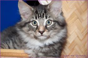 Aragorn von den Norwegischen Waldkatzen von Ruwenda