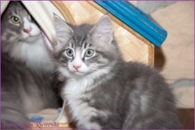 Gandalf von den Norwegischen Waldkatzen von Ruwenda