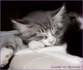 Gandalf von den Norwegischen Waldkatzen von Ruwenda