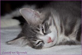 Gandalf von den Norwegischen Waldkatzen von Ruwenda