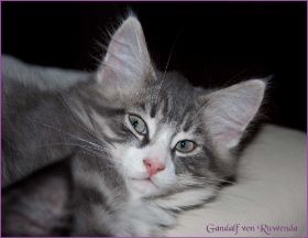 Gandalf von den Norwegischen Waldkatzen von Ruwenda