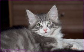 Gandalf von den Norwegischen Waldkatzen von Ruwenda