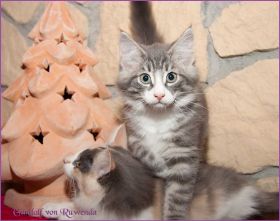 Gandalf von den Norwegischen Waldkatzen von Ruwenda