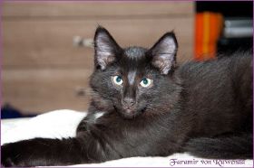 Faramir von den Norwegischen Waldkatzen von Ruwenda