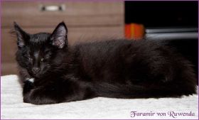 Faramir von den Norwegischen Waldkatzen von Ruwenda