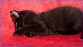 Faramir von den Norwegischen Waldkatzen von Ruwenda