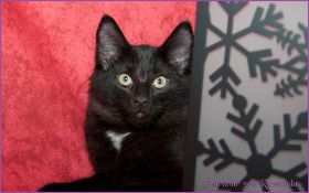 Faramir von den Norwegischen Waldkatzen von Ruwenda