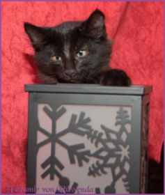 Faramir von den Norwegischen Waldkatzen von Ruwenda