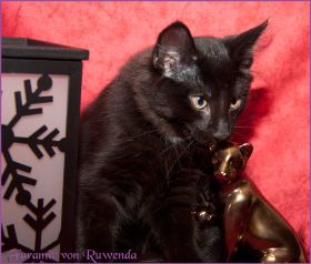 Faramir von den Norwegischen Waldkatzen von Ruwenda