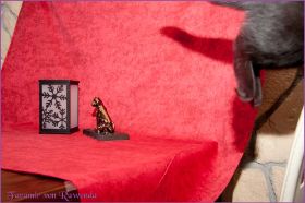 Faramir von den Norwegischen Waldkatzen von Ruwenda