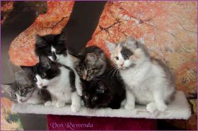 H-Wurf von den Norwegischen Waldkatzen von Ruwenda