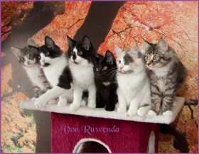 H-Wurf von den Norwegischen Waldkatzen von Ruwenda