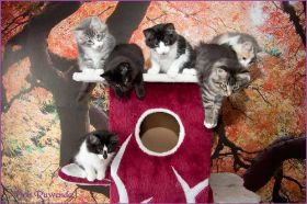 H-Wurf von den Norwegischen Waldkatzen von Ruwenda