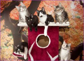 H-Wurf von den Norwegischen Waldkatzen von Ruwenda