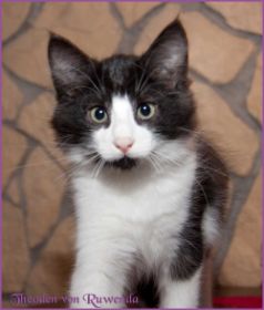 Theodén von den Norwegischen Waldkatzen von Ruwenda