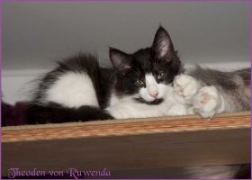 Theodén von den Norwegischen Waldkatzen von Ruwenda