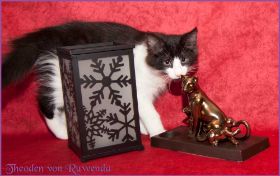 Theodén von den Norwegischen Waldkatzen von Ruwenda