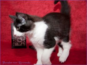 Theodén von den Norwegischen Waldkatzen von Ruwenda