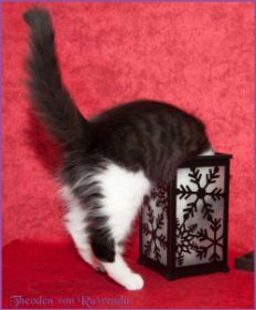 Theodén von den Norwegischen Waldkatzen von Ruwenda