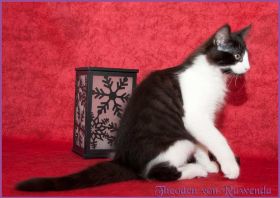 Theodén von den Norwegischen Waldkatzen von Ruwenda