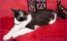 Theodén von den Norwegischen Waldkatzen von Ruwenda