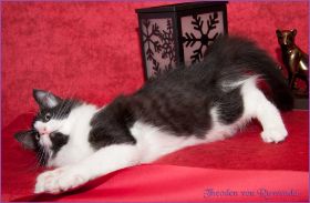 Theodén von den Norwegischen Waldkatzen von Ruwenda