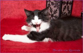 Theodén von den Norwegischen Waldkatzen von Ruwenda