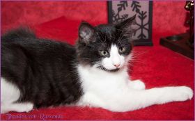 Theodén von den Norwegischen Waldkatzen von Ruwenda