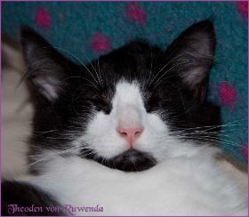 Theodén von den Norwegischen Waldkatzen von Ruwenda