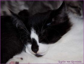 Legolas von den Norwegischen Waldkatzen von Ruwenda