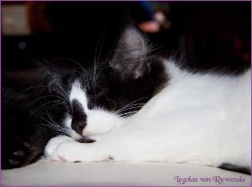 Legolas von den Norwegischen Waldkatzen von Ruwenda