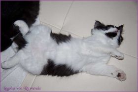 Legolas von den Norwegischen Waldkatzen von Ruwenda