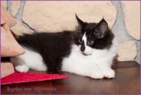 Legolas von den Norwegischen Waldkatzen von Ruwenda