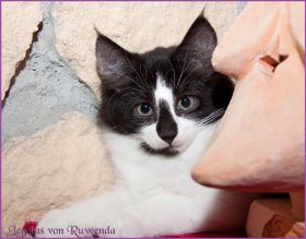Legolas von den Norwegischen Waldkatzen von Ruwenda