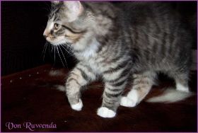 Aragorn von den Norwegischen Waldkatzen von Ruwenda im neuen Zuhause