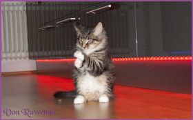 H-Wurf von den Norwegischen Waldkatzen von Ruwenda